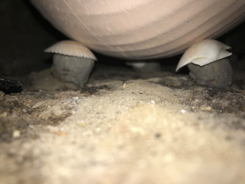 73364333_393168418256416_7354631203724460032_o